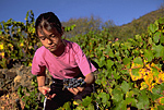 Picking grapes. Banyuls, France.